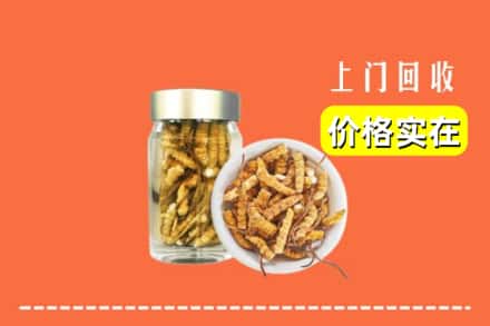 文昌市回收散虫草